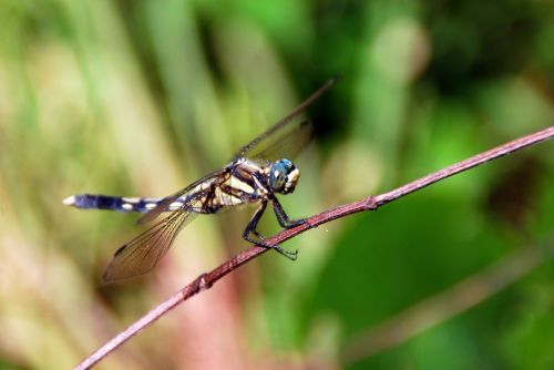 dragonfly bug insect