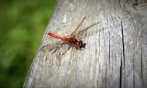 dragonfly red red dragonfly