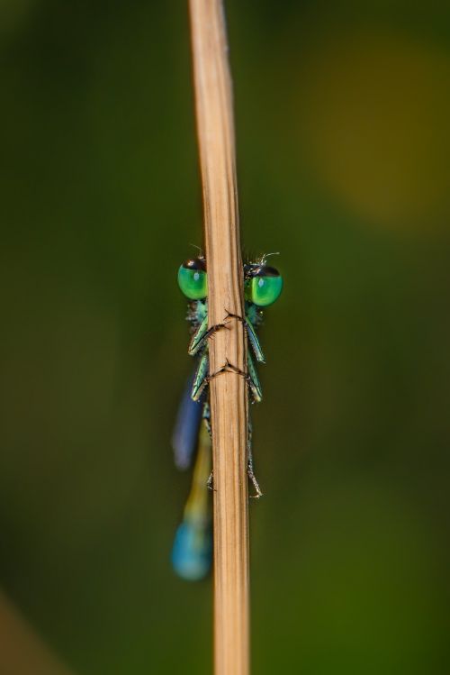 dragonfly close insect