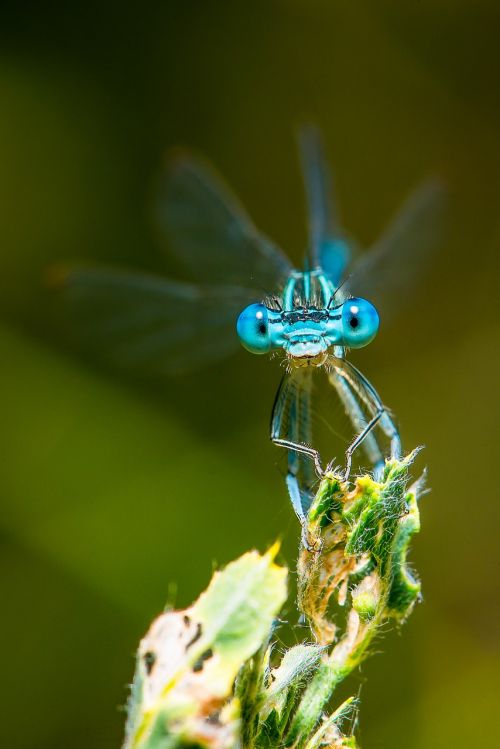 dragonfly macro insect