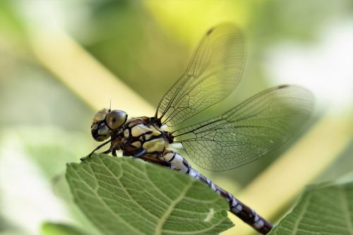 dragonfly animal insect