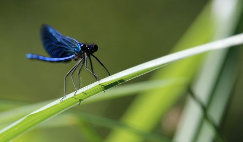 dragonfly insect grass