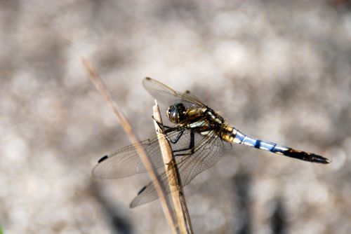 dragonfly insect bug