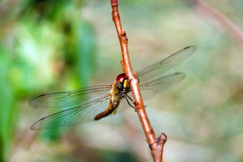 dragonfly bug insect