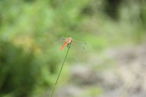 dragonfly insects animal