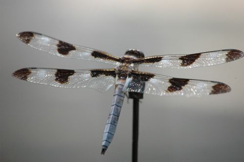 dragonfly insect wing