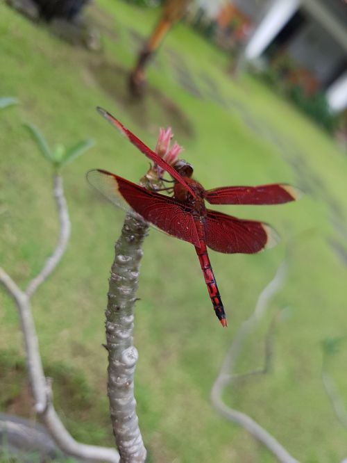 dragonfly red garden