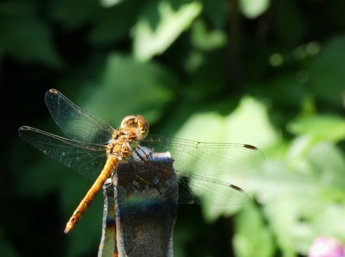 dragonfly insect animal