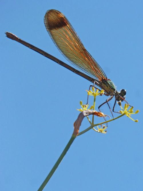 dragonfly damselfly fennel