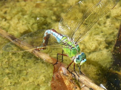 dragonfly aeshna cyanea wet ass