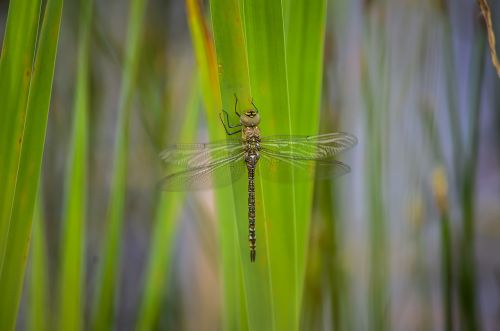 dragonfly migrant hawker