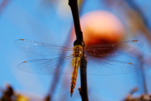 dragonfly insect bug