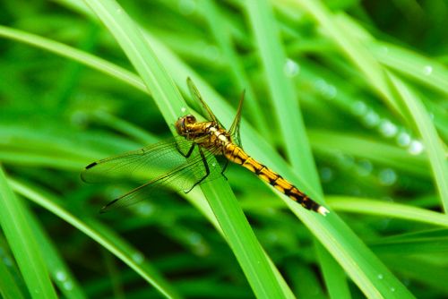 dragonfly insect bug