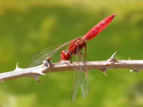 dragonfly red dragonfly erythraea crocothemis