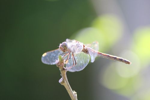 dragonfly insect close