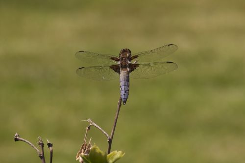 dragonfly insect nature