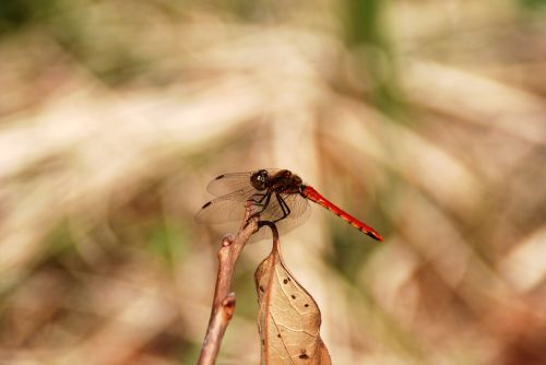 dragonfly bug insect