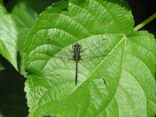 dragonfly nature leaf