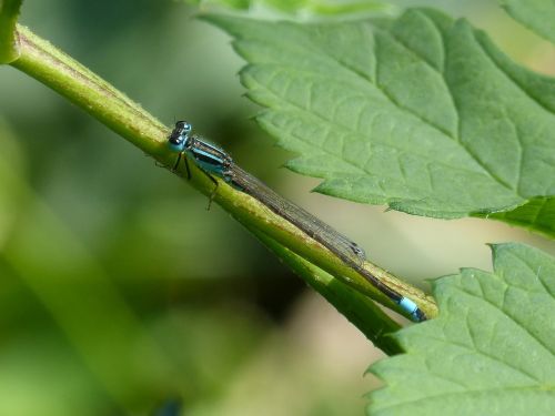 dragonfly damselfly ischnura elegans