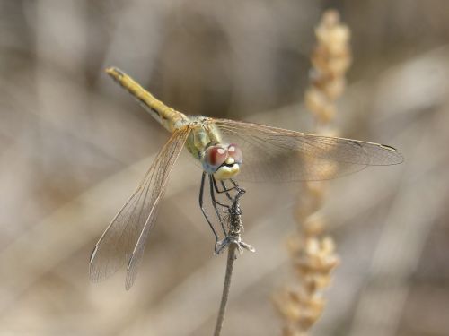 dragonfly yellow dragonfly branch