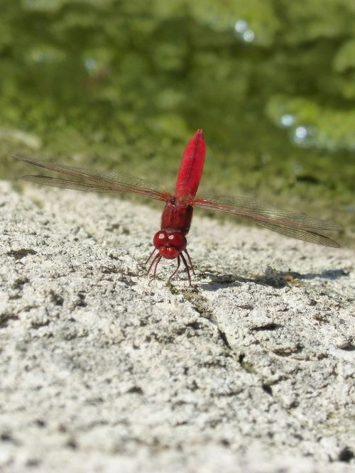 dragonfly red dragonfly rock
