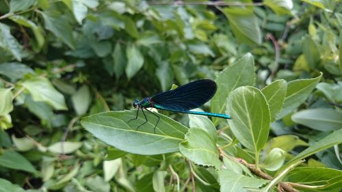 dragonfly insect macro