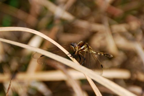 dragonfly insect bug