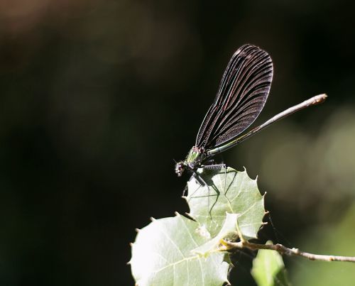 dragonfly blue nature