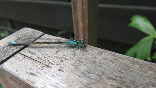 dragonfly also damsel