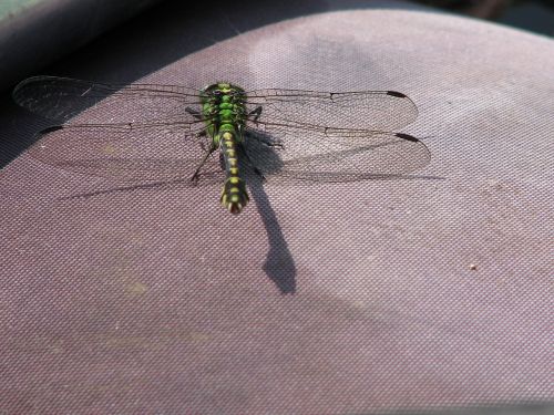 dragonfly insect flies