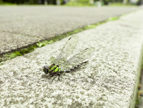 dragonfly animal wing