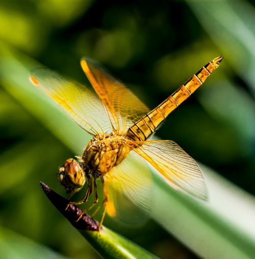 dragonfly insect close