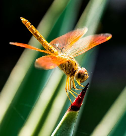 dragonfly insect close