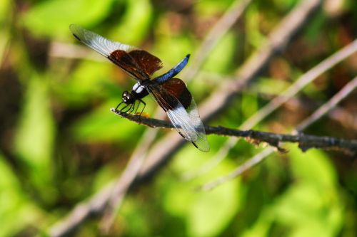 dragonfly nature wildlife