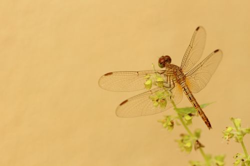 dragonfly yellow flower