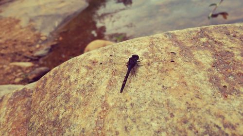 dragonfly rock river