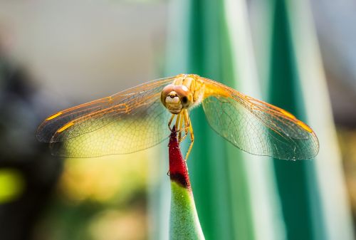 dragonfly insect animal