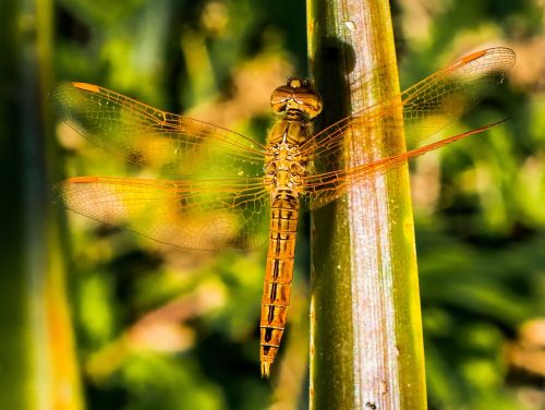 dragonfly insect animal