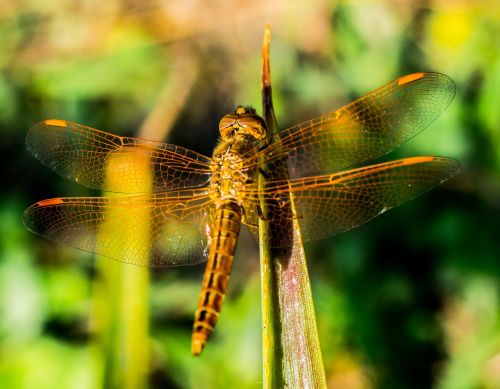 dragonfly insect animal