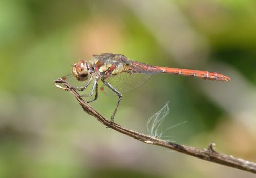 dragonfly red dragonfly branch