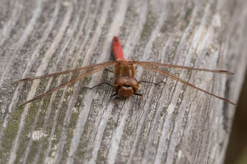 dragonfly darter sympetrum crimson heidelibelle
