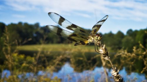 dragonfly insect summer