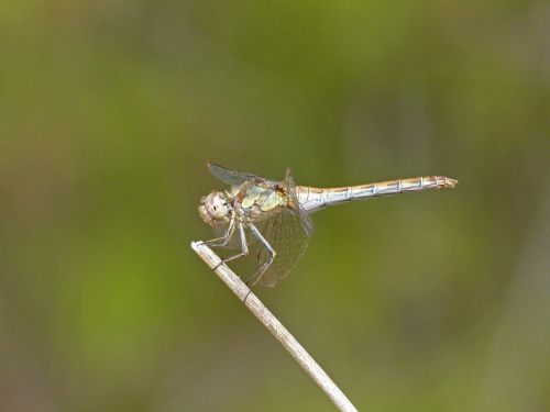 dragonfly yellow dragonfly orthetrum cancellatum