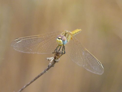 dragonfly yellow dragonfly orthetrum chrysostigma