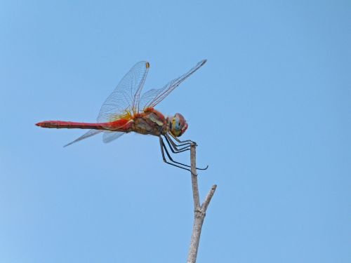 dragonfly red dragonfly branch