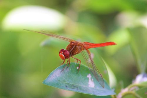 dragonfly insect animal