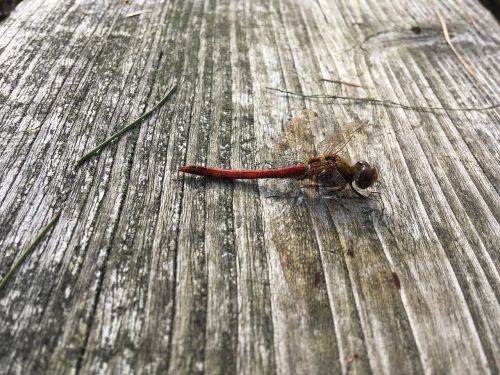 dragonfly insect close