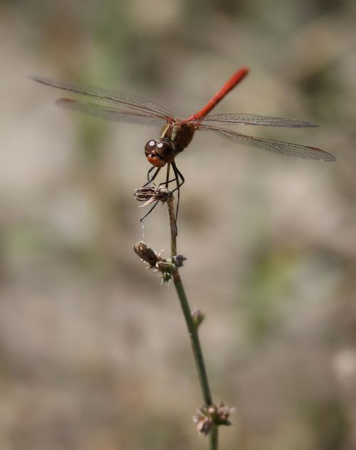 dragonfly red wings