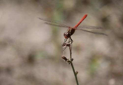 dragonfly red wings