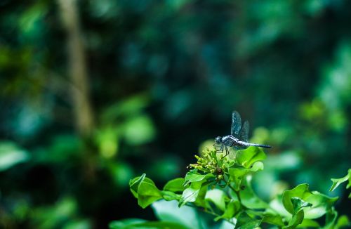 dragonfly nature tree